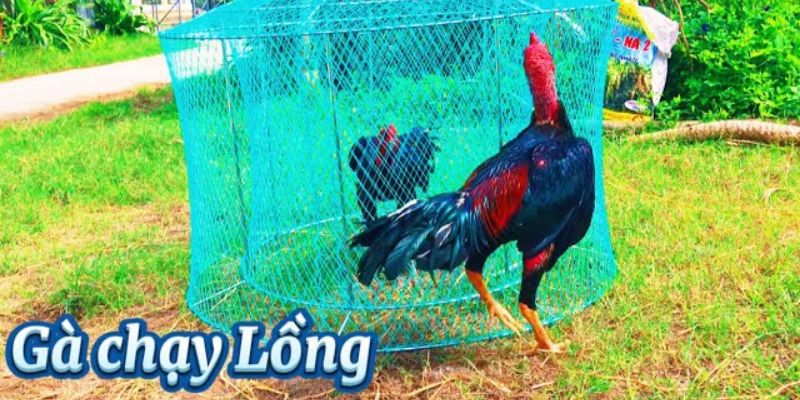 Thuật ngữ đá gà tập luyện chạy lồng